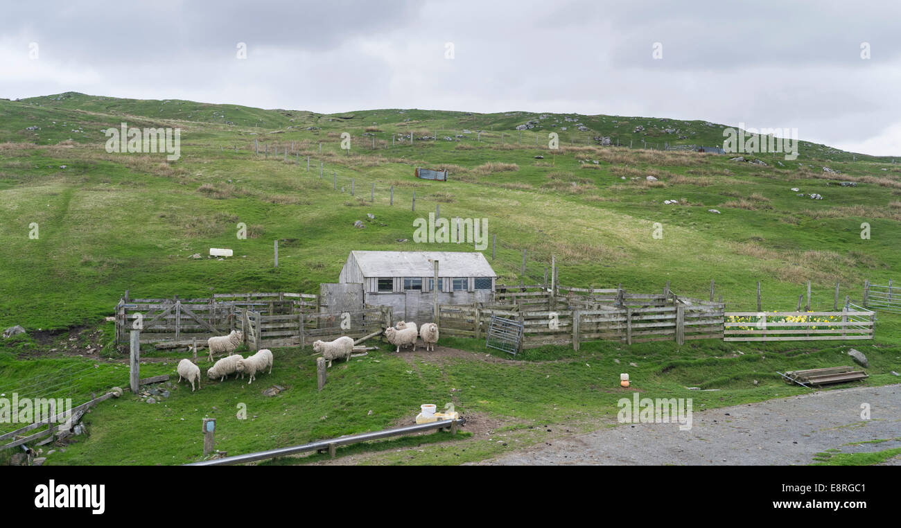 Landscape in Northmavine with Shetland Sheep and shelter, Shetland islands, Scotland. (Large format sizes available) Stock Photo