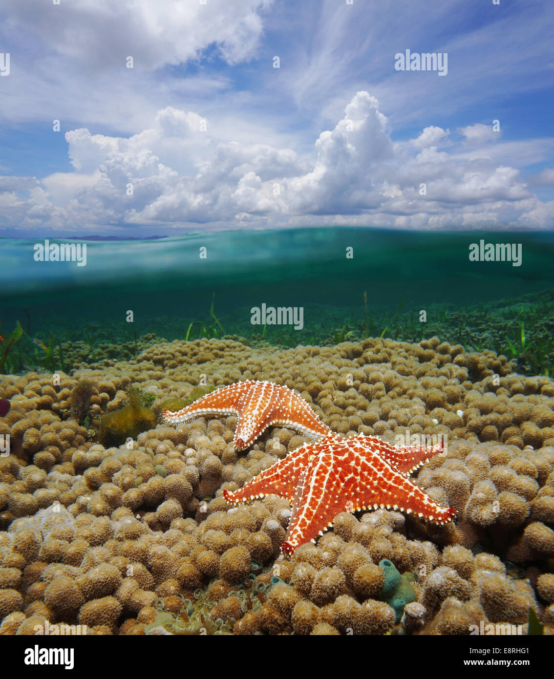 Over and under water surface of the Caribbean sea with starfish on ...
