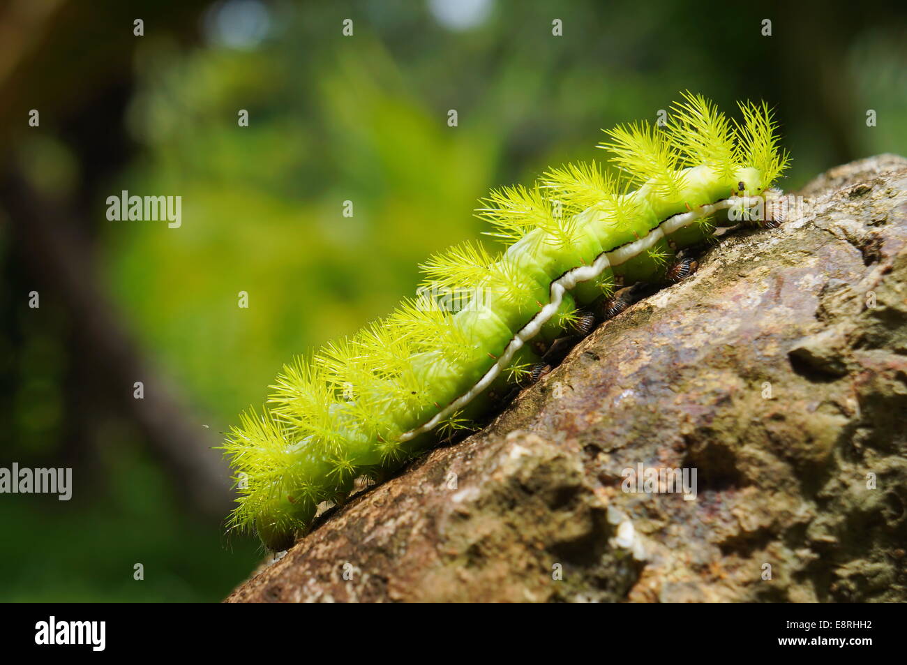A spiky green caterpillar Automeris Io moth on a rock, Central America Stock Photo