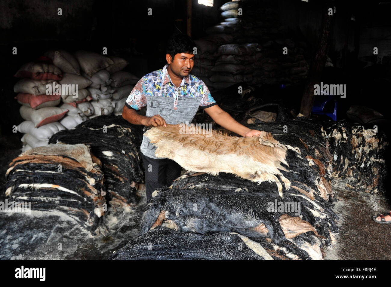 Workers are busy at Postha in old Dhaka arranging the leather. Bangladeshi  leather is from the sacrificed animals skin during the Eid al-Adha, and it  is the world's known best quality leather. ©