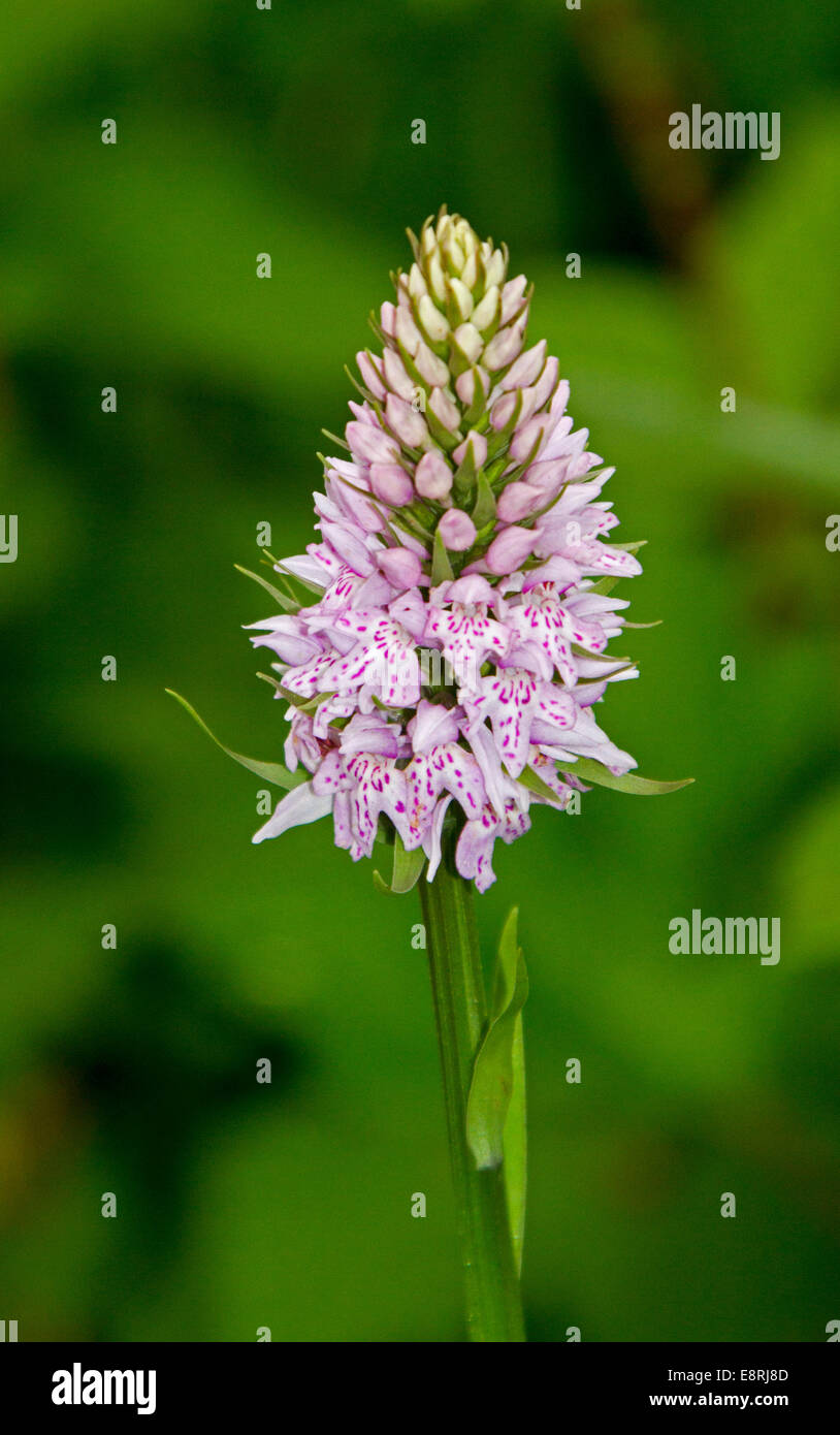 Spike of pink flowers of common spotted orchid, Dactylorhiza fuchsii, British wildflower, against emerald green background Stock Photo