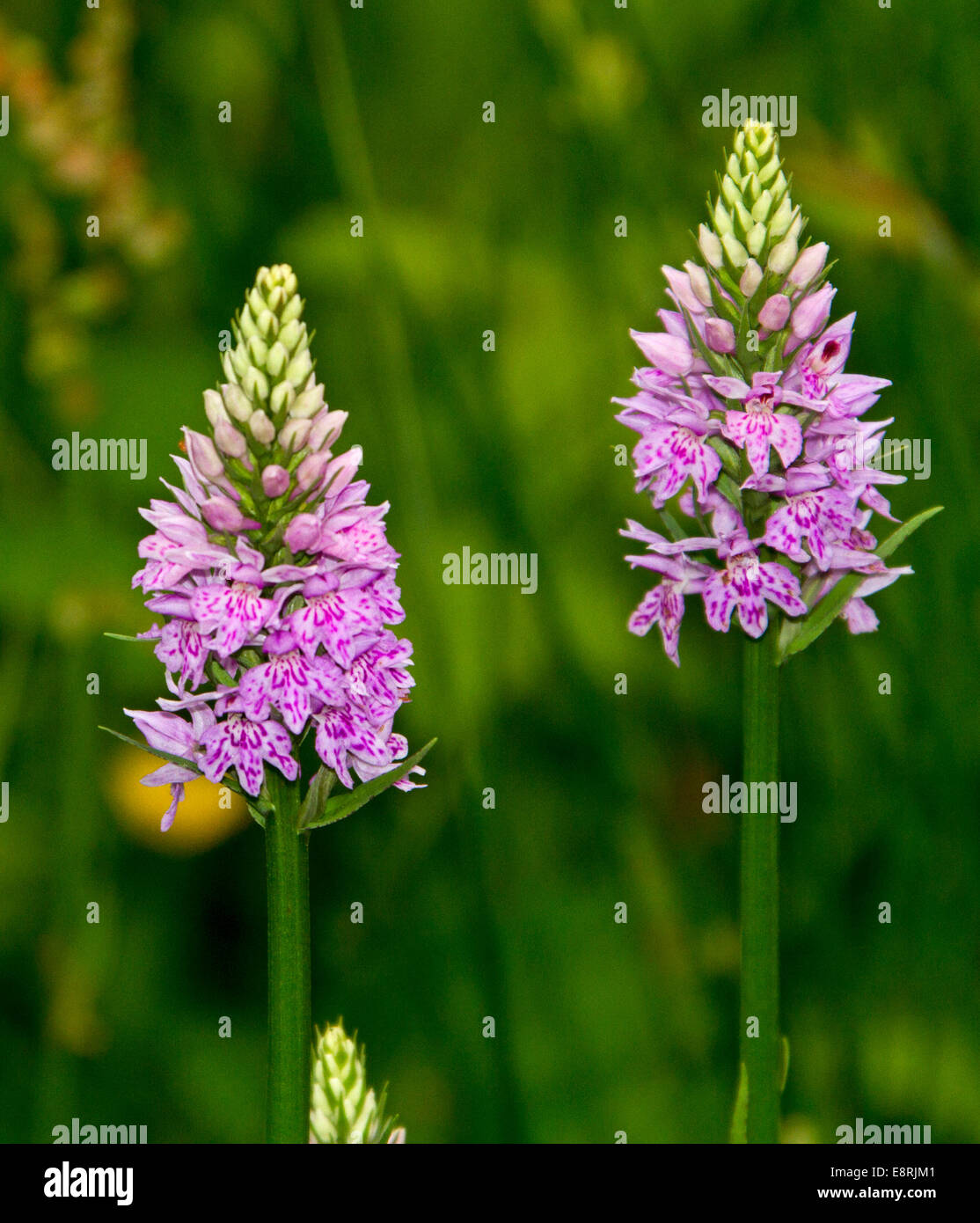Two spikes of pink flowers of common spotted orchid, Dactylorhiza fuchsii, British wildflowers, against emerald green background Stock Photo