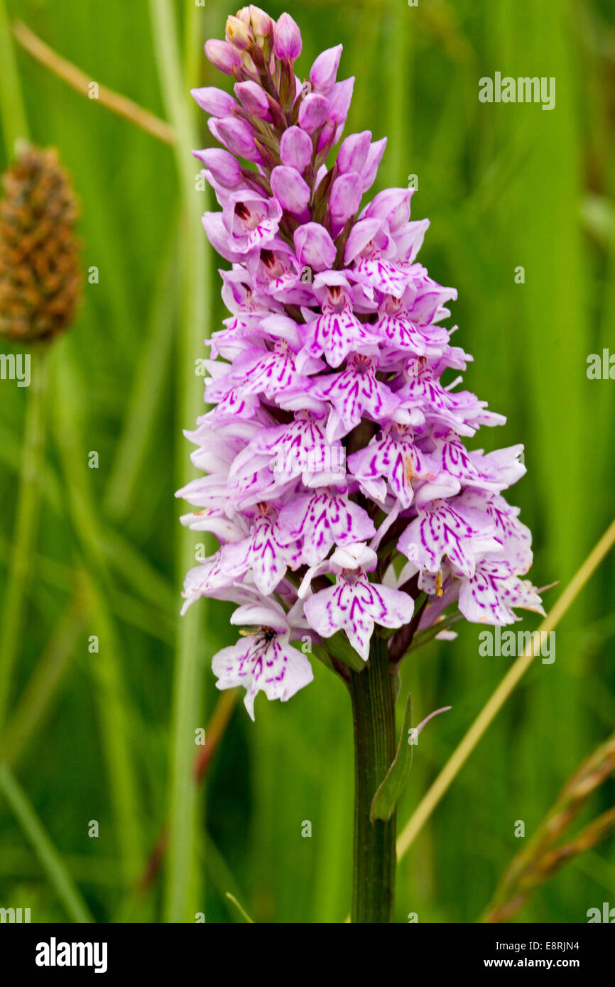 Spike of pink and white flowers of common spotted orchid, Dactylorhiza fuchsii, a British wildflower, against green background Stock Photo
