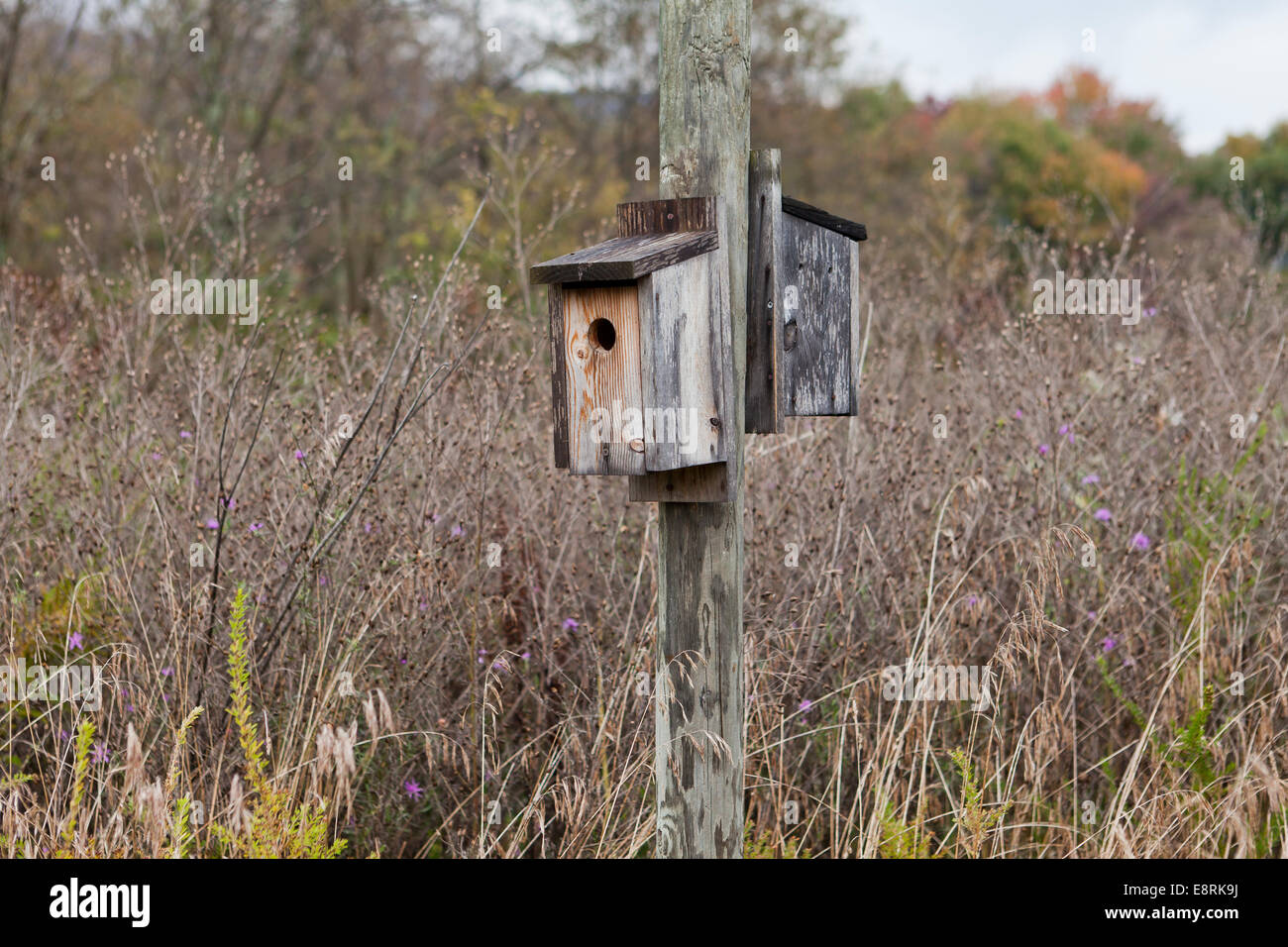 wooden birdhouse in field - Pennsylvania USA Stock Photo