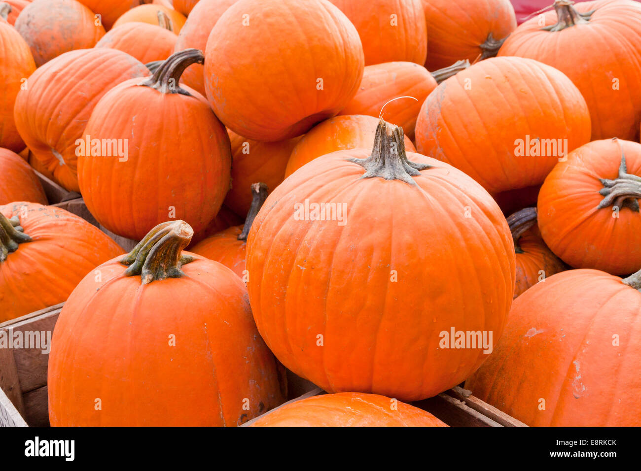 Farm harvested pumpkins - Pennsylvania USA Stock Photo