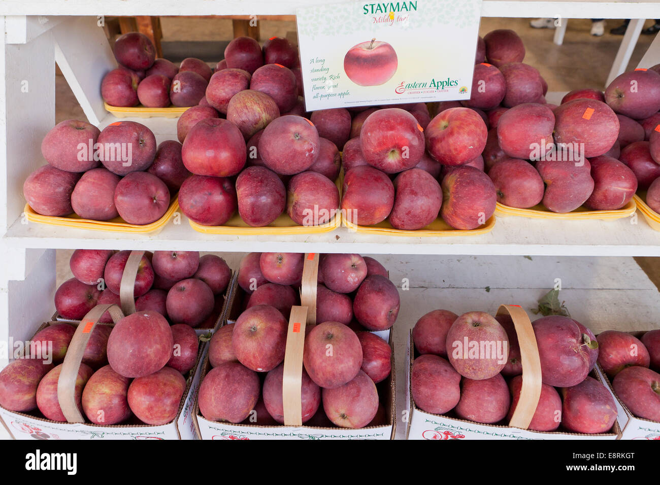 Fresh picked Stayman apples at farmers market - Pennsylvania USA Stock Photo