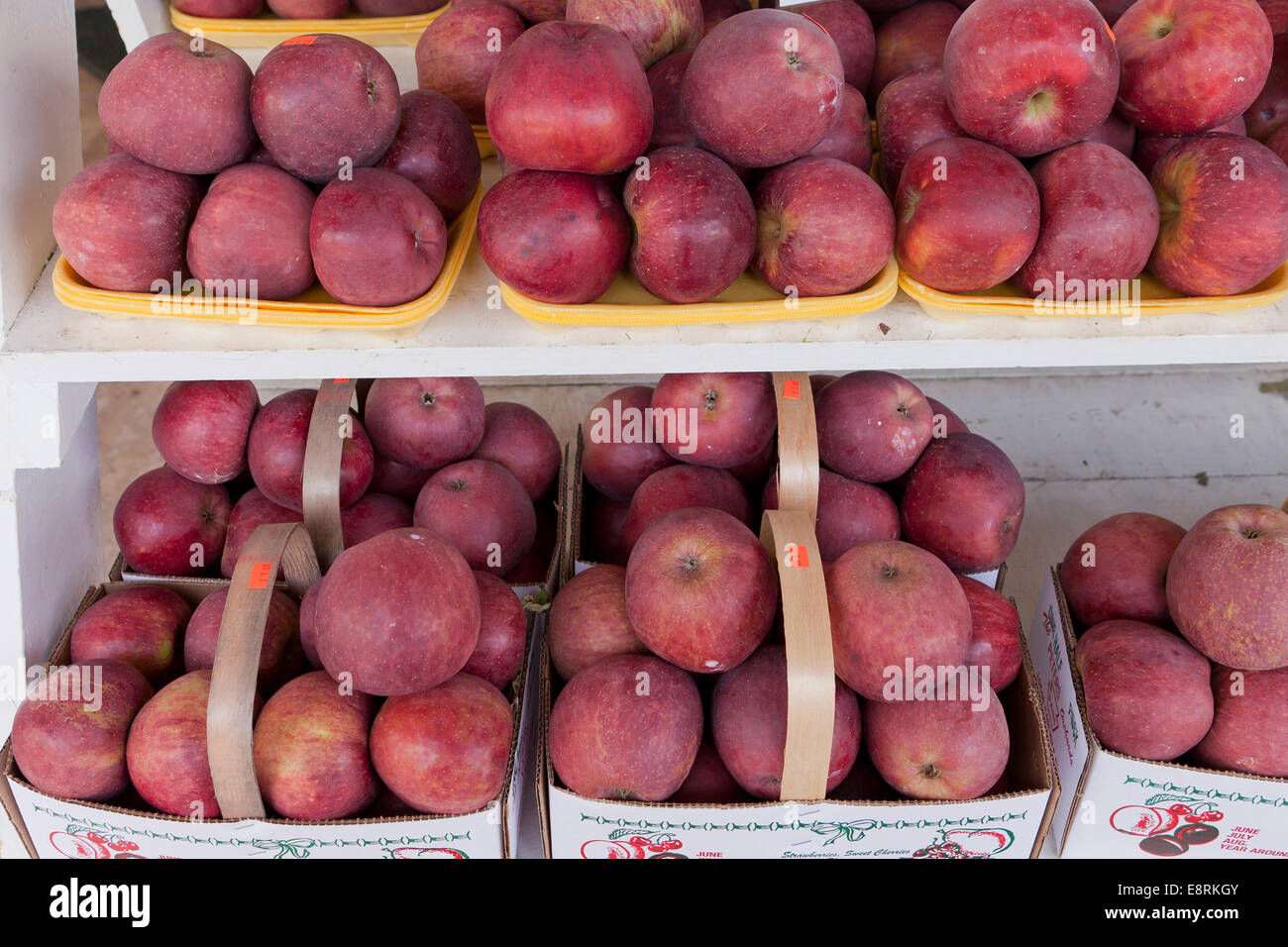 Fresh picked Stayman apples at farmers market - Pennsylvania USA Stock Photo