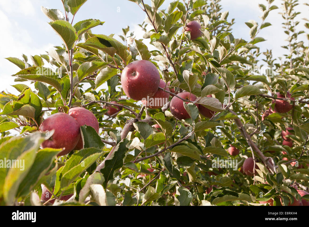 Apple orchard - Pennsylvania USA Stock Photo
