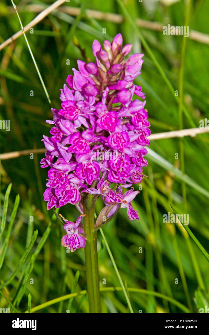 Spike of bright purple flowers of northern marsh orchid, Dactylorhiza purpurella, British wildflower, against emerald grasses Stock Photo