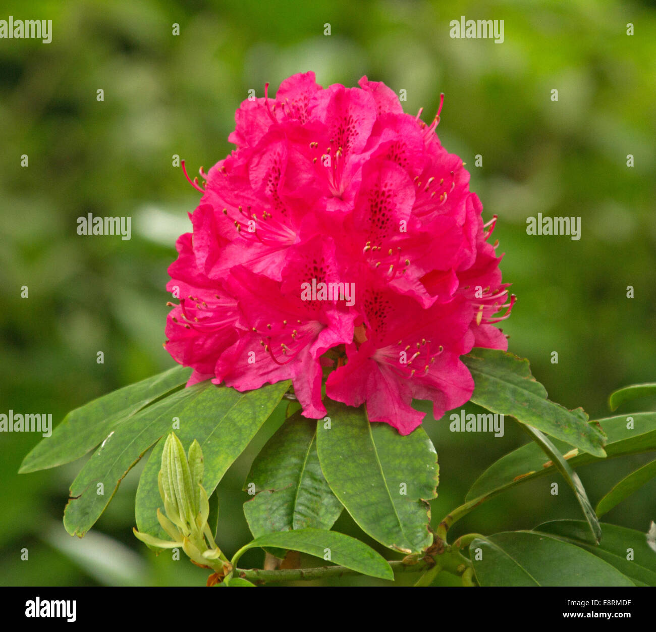 Large cluster of bright magenta red rhododendron flowers and green foliage against light green background Stock Photo