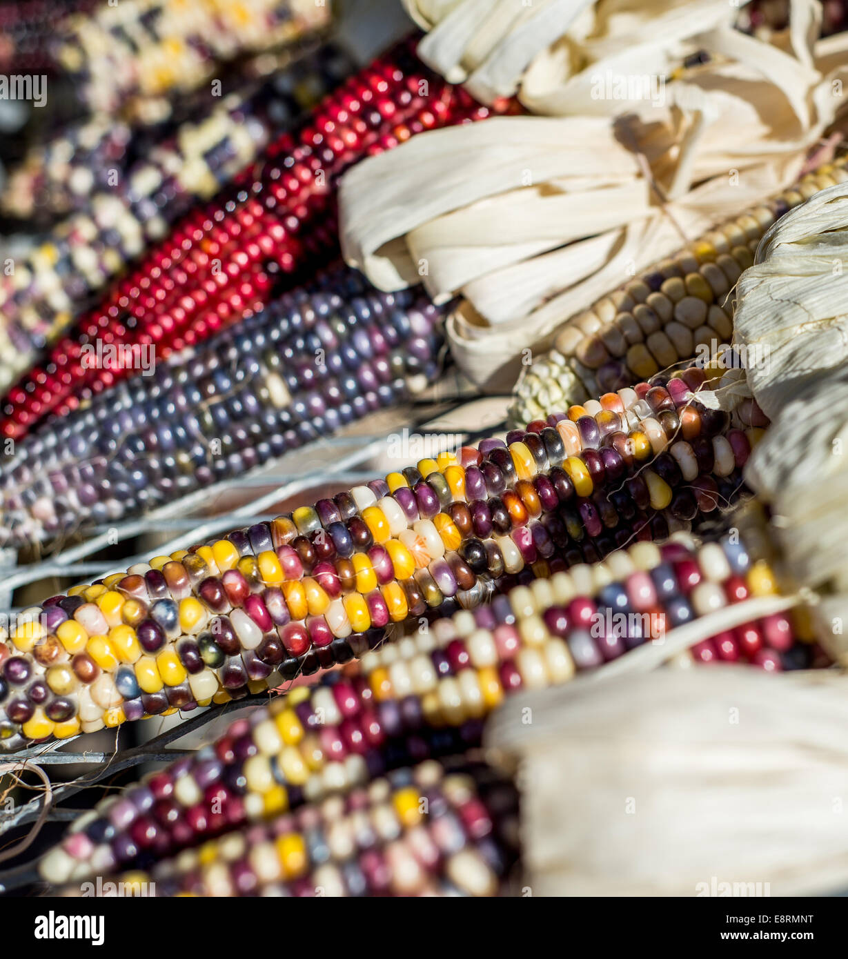 Multi colored Indian corn also known as flint corn. Stock Photo