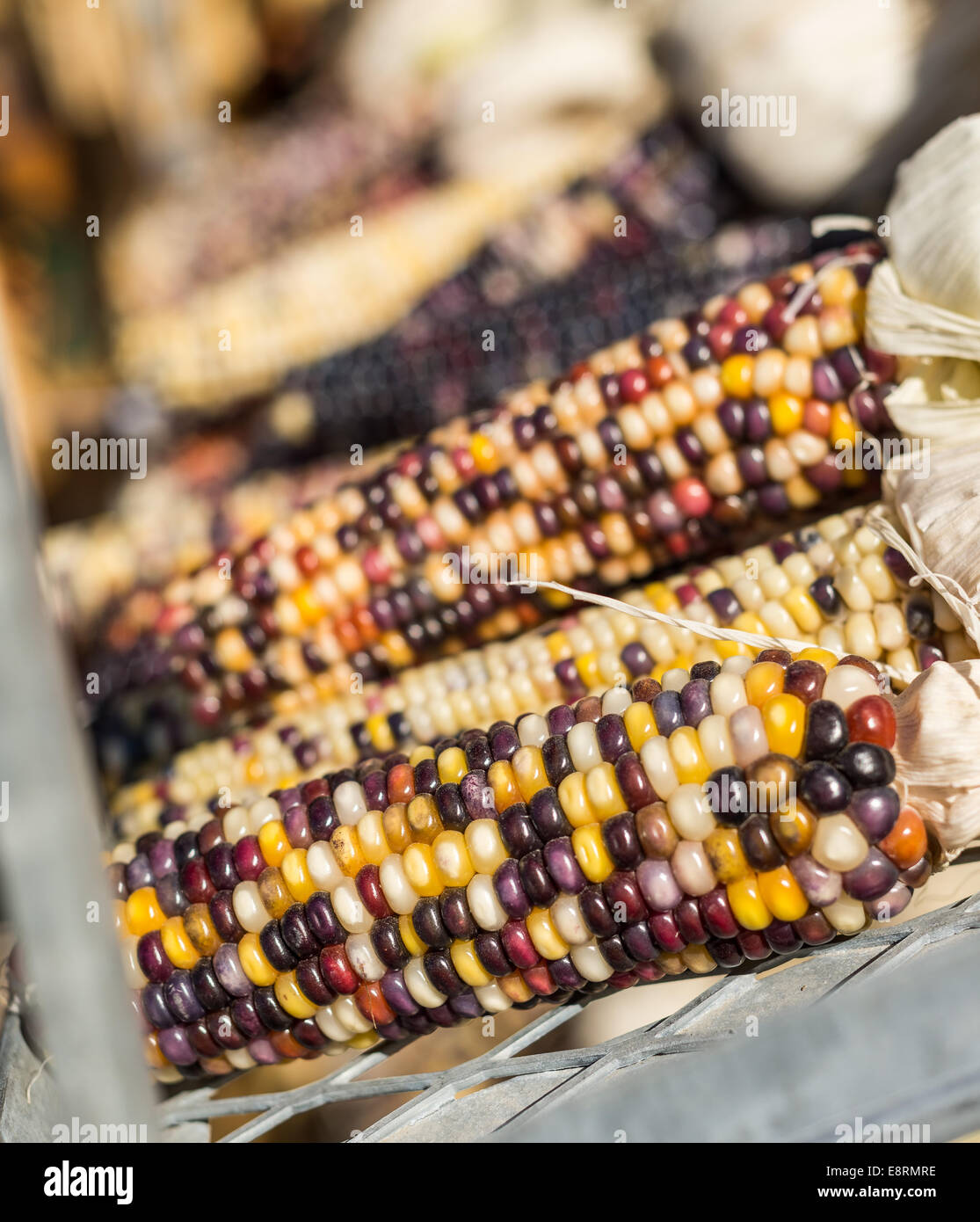 Multi colored Indian corn also known as flint corn Stock Photo Alamy