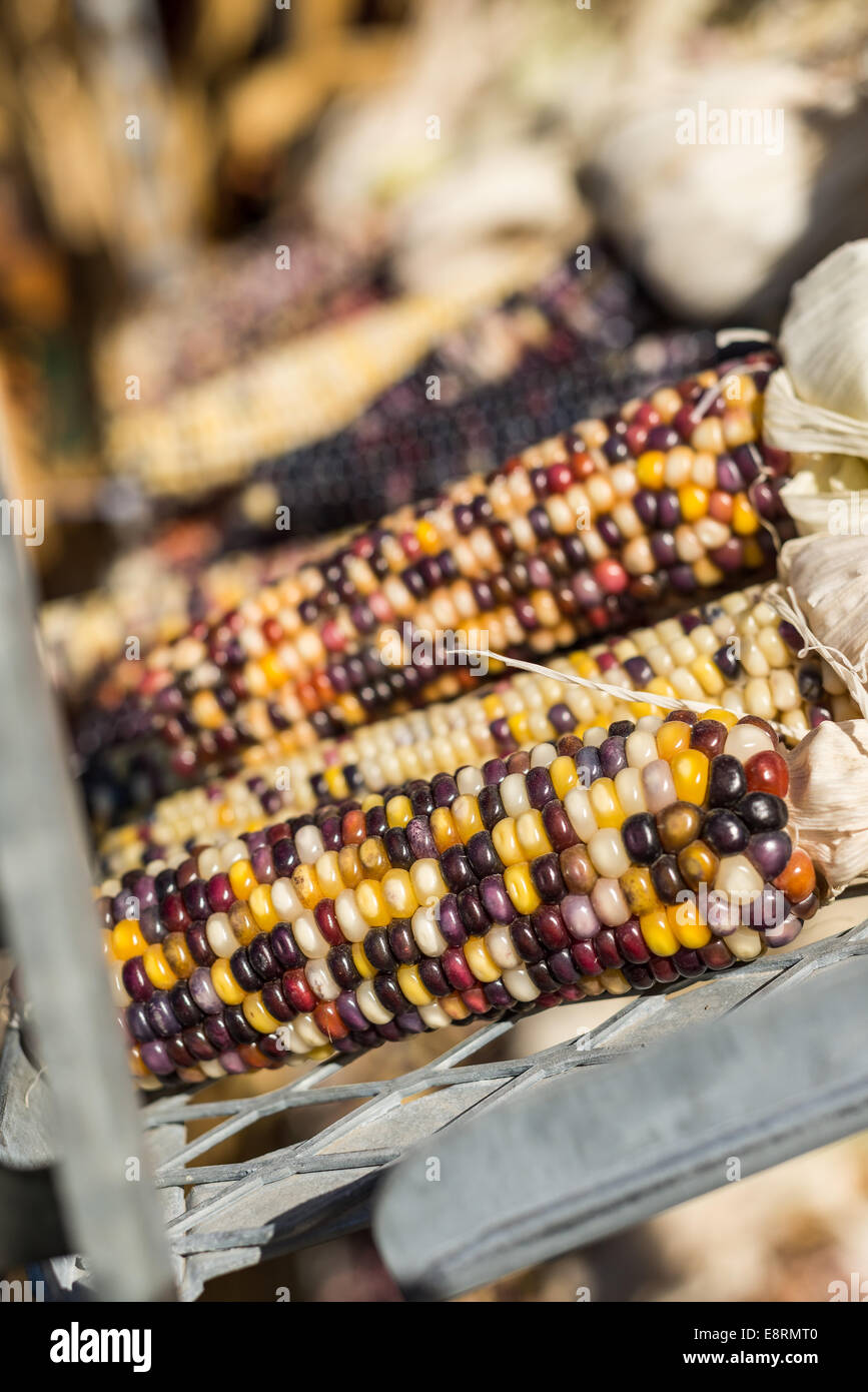 Multi colored Indian corn also known as flint corn. Stock Photo