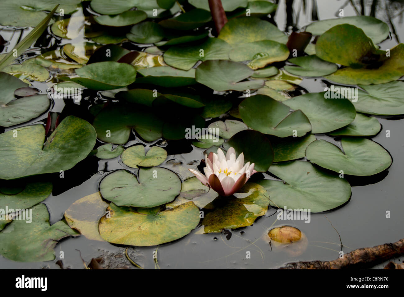 Water lily plant Stock Photo