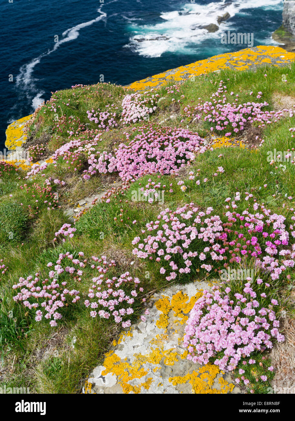 The Cliffs of Marwick Head, Cushion of sea pink also called thrift or sea thrift (Armeria maritima), Orkney islands, Scotland. Stock Photo