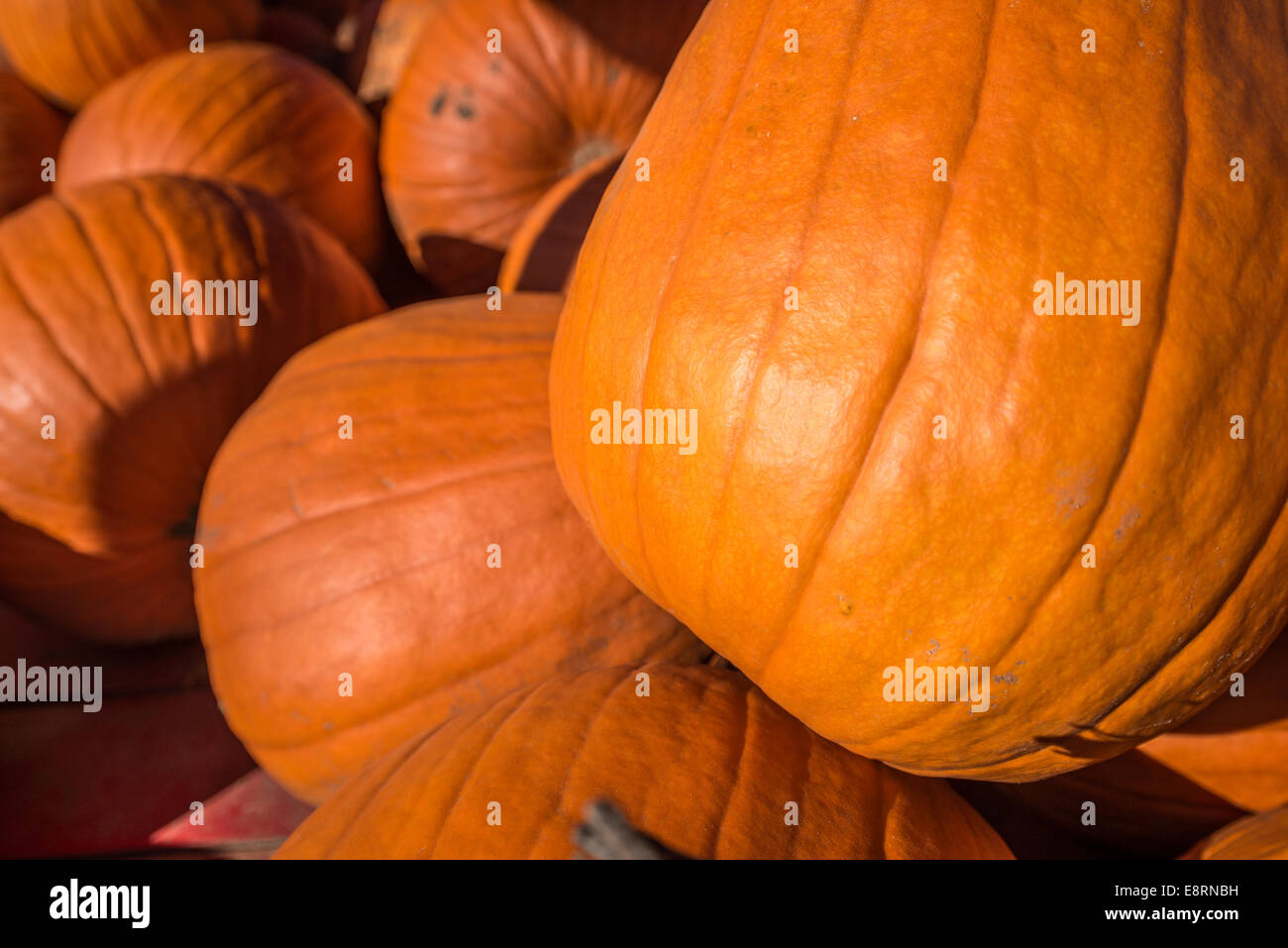 A close up of pumpkins. Stock Photo