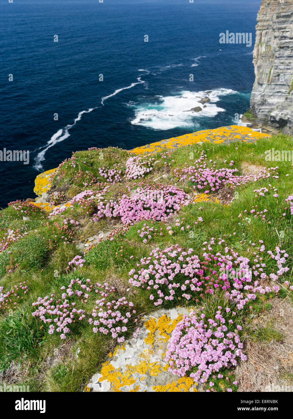 The Cliffs of Marwick Head, Cushion of sea pink also called thrift or sea thrift (Armeria maritima), Orkney islands, Scotland. Stock Photo