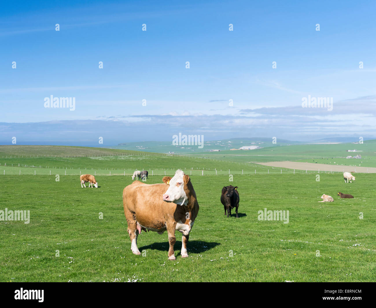 Cattle farming, Dairy and meat production are the most important parts of the agriculture in the Orkney Islands, Scotland. Stock Photo