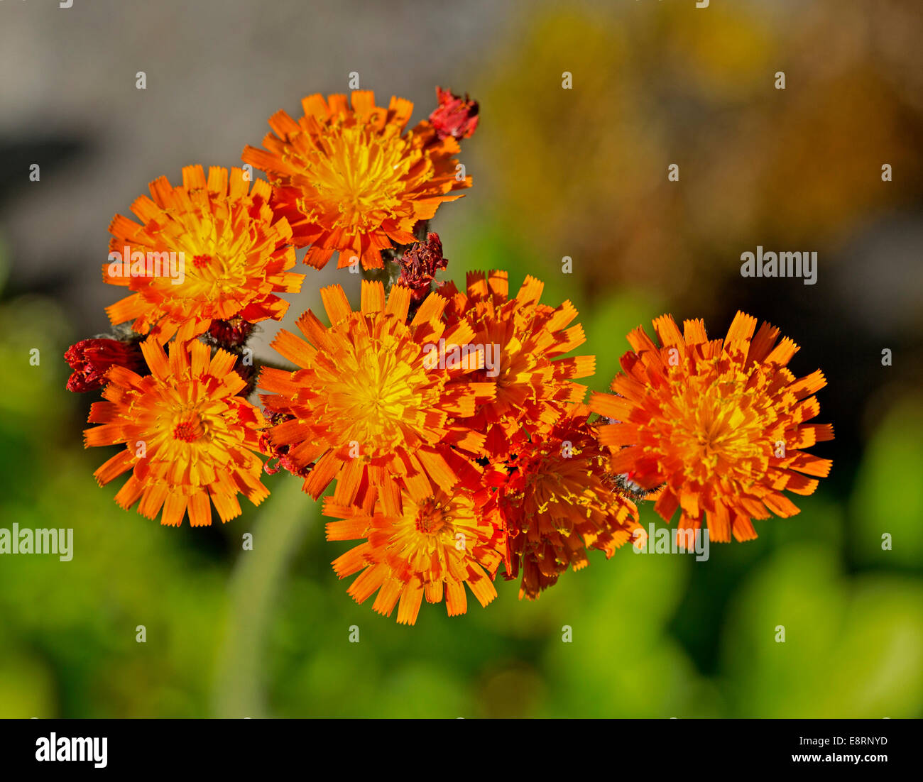 20+ Orange Colored Wildflowers