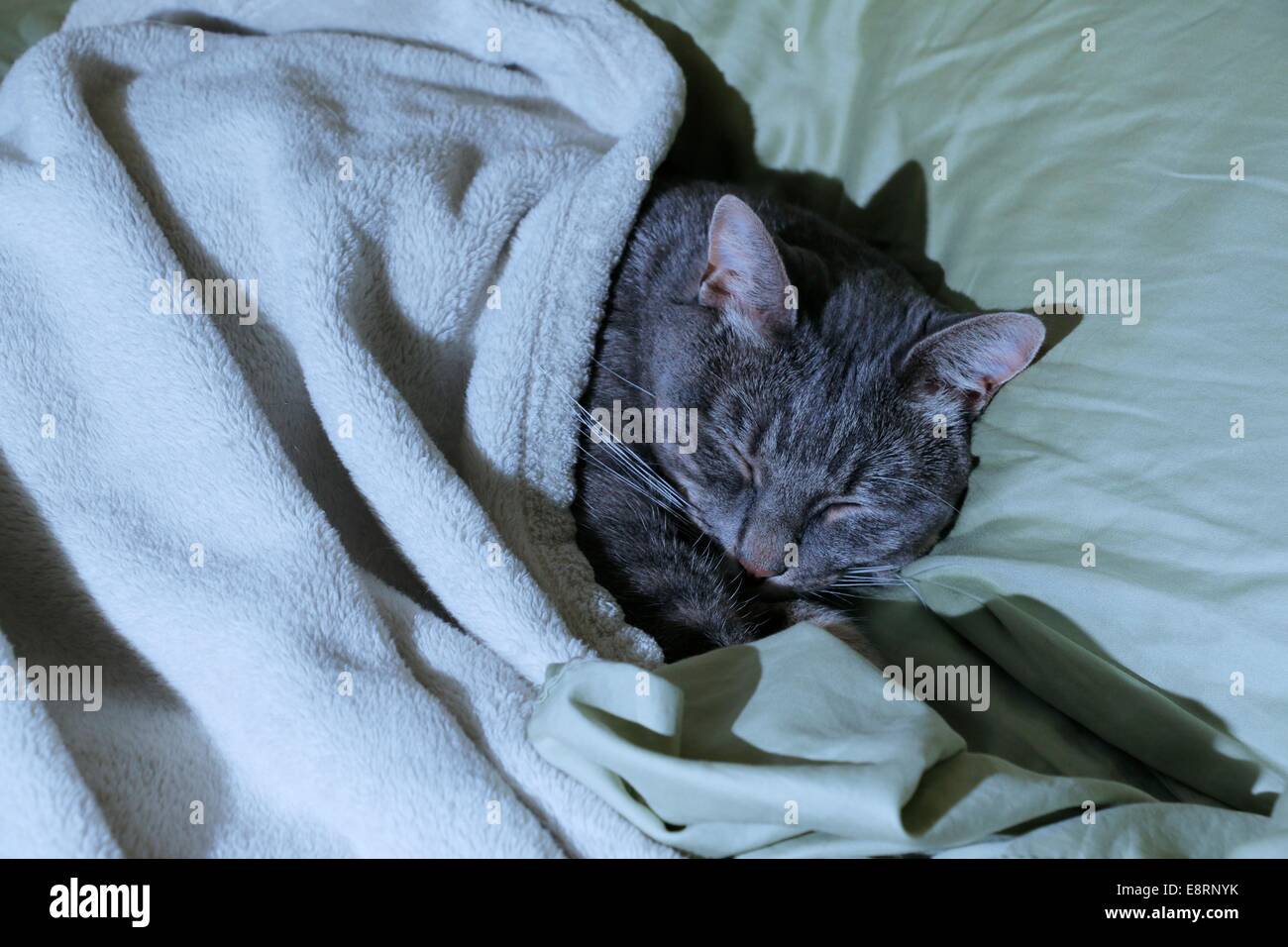 Sleeping gray tabby cat tucked under blanket Stock Photo Alamy