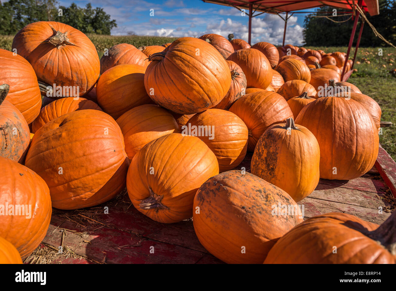 Sunlit pumpkins on a cart in a farmers field. Stock Photo