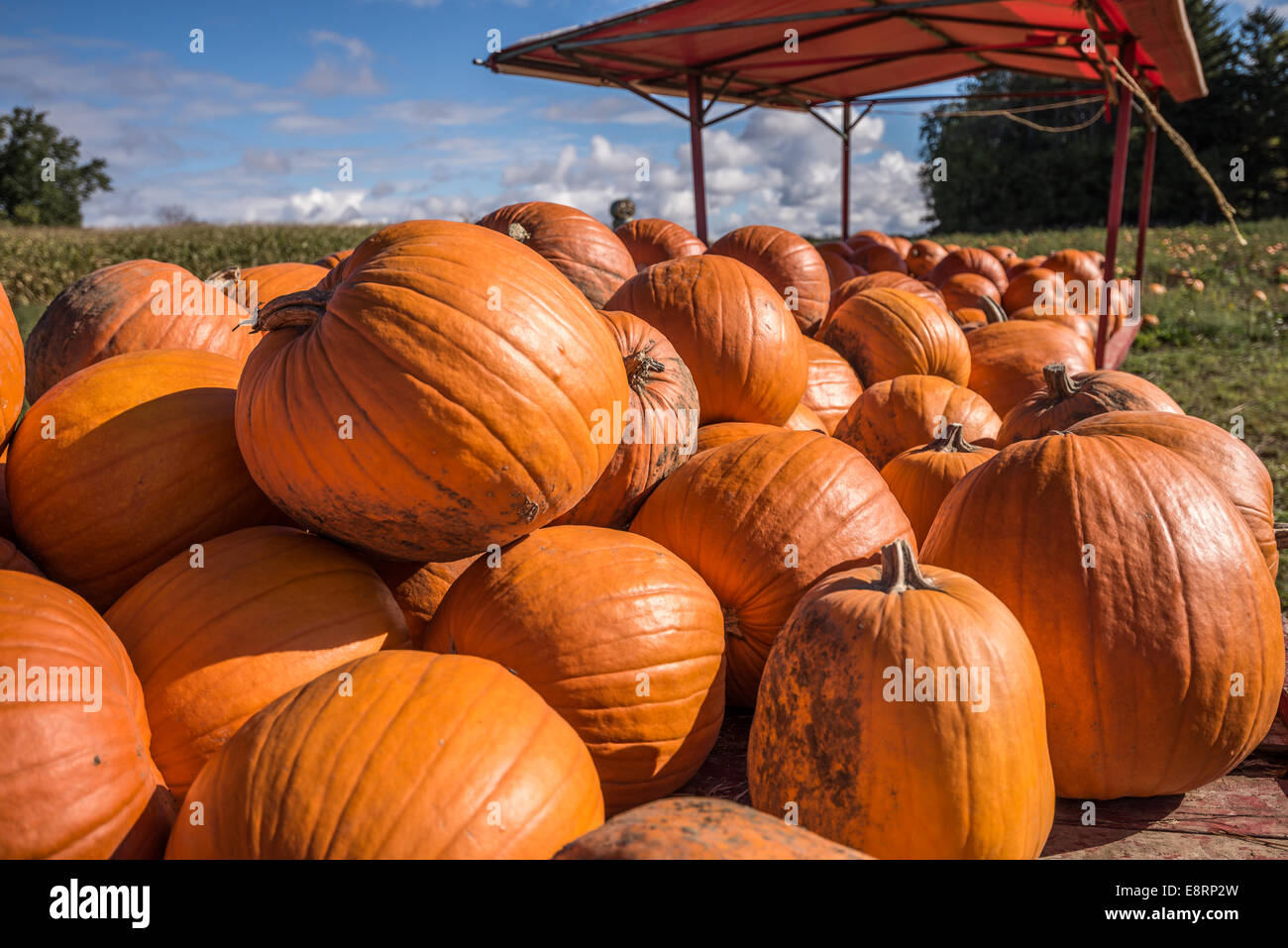 Sunlit pumpkins on a cart in a farmers field. Stock Photo