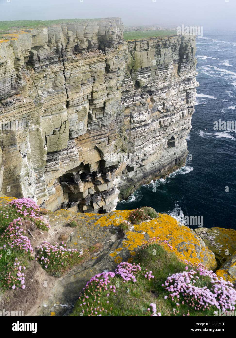 The cliffs at Noup Head on Westray island, home to one of the largest sea bird colonies in the UK, Orkney islands, Scotland. Stock Photo