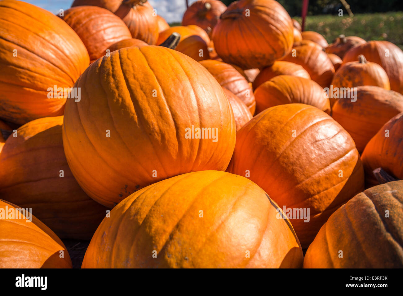 Pumpkins stacked in a farmers field. Stock Photo