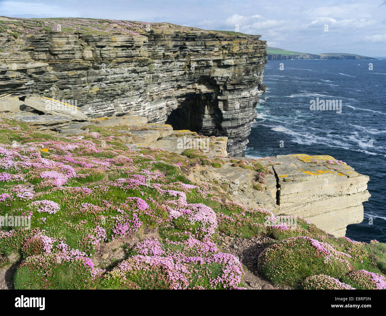 The cliffs at Noup Head on Westray island, home to one of the largest sea bird colonies in the UK, Orkney islands, Scotland. Stock Photo