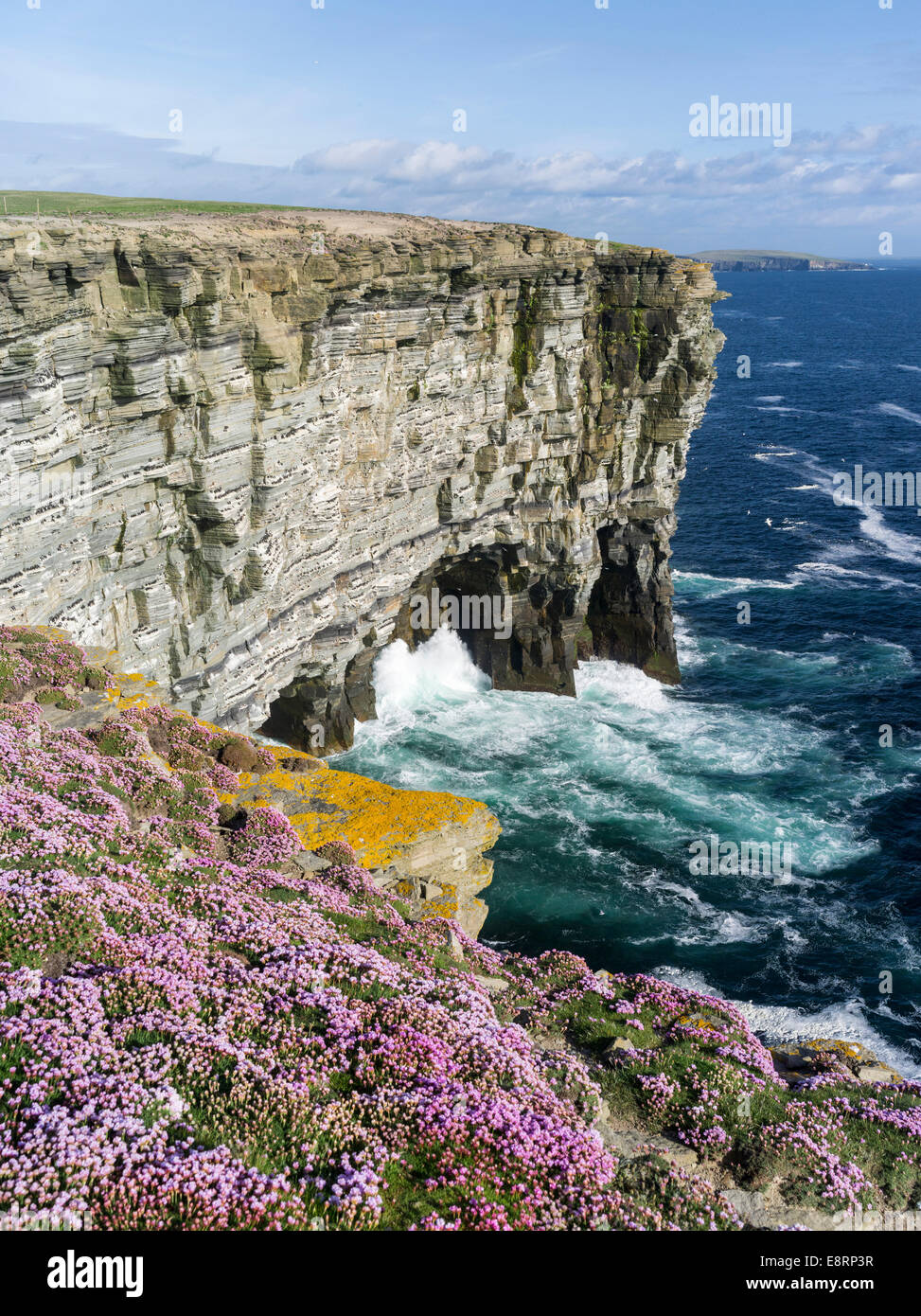 The cliffs at Noup Head on Westray island, home to one of the largest sea bird colonies in the UK, Orkney islands, Scotland. Stock Photo