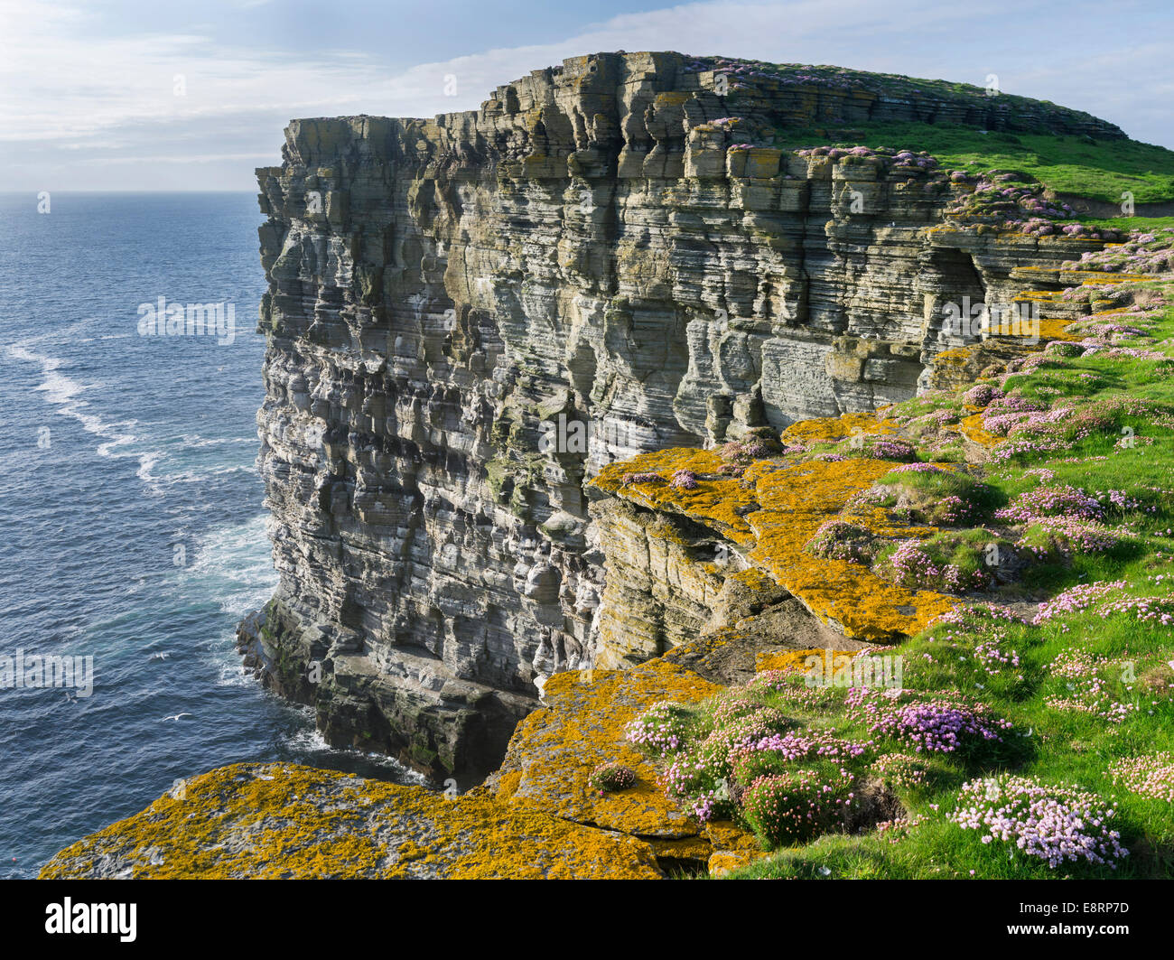 The cliffs at Noup Head on Westray island, home to one of the largest sea bird colonies in the UK, Orkney islands, Scotland. Stock Photo