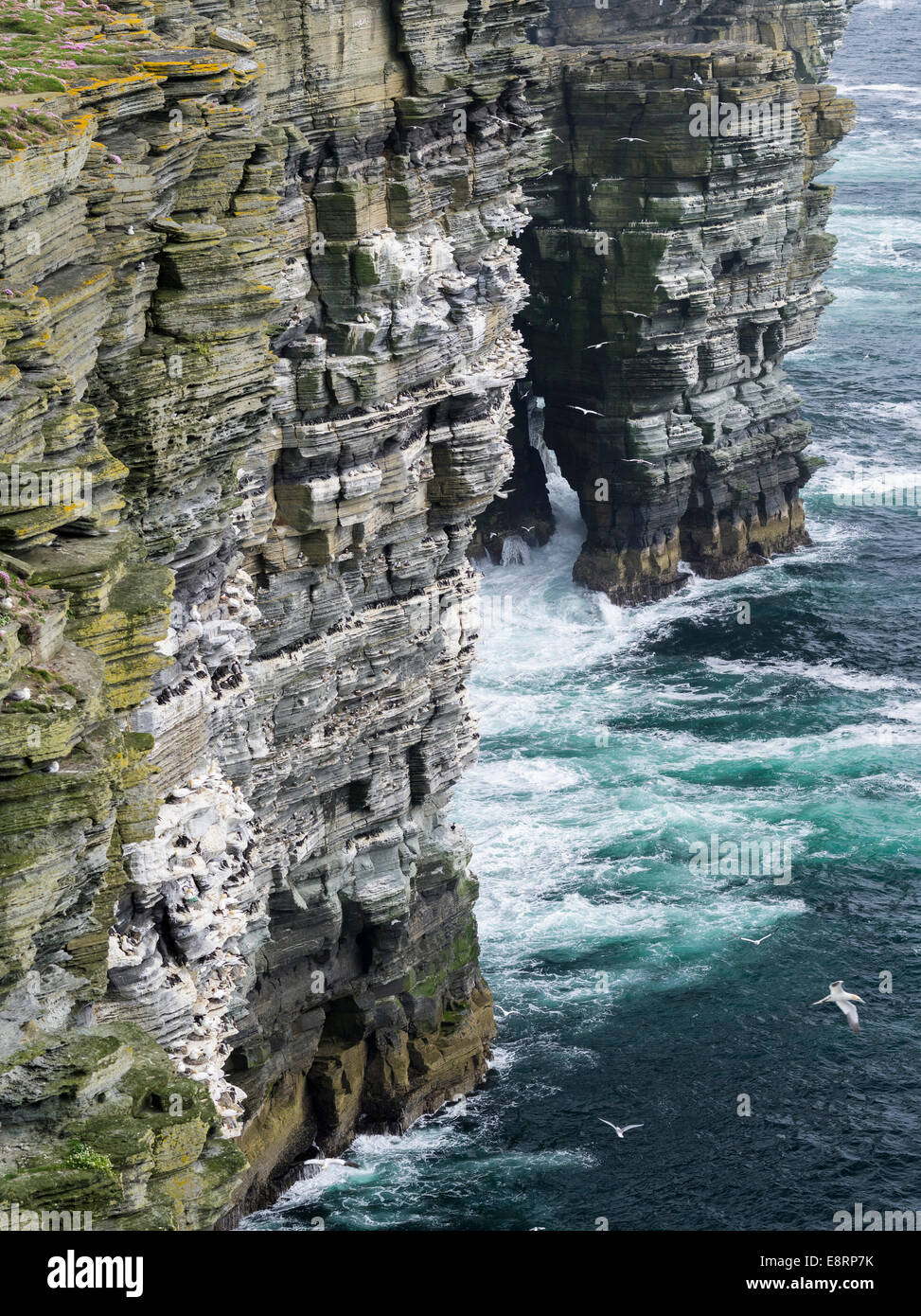 The cliffs at Noup Head on Westray island, home to one of the largest sea bird colonies in the UK, Orkney islands, Scotland. Stock Photo