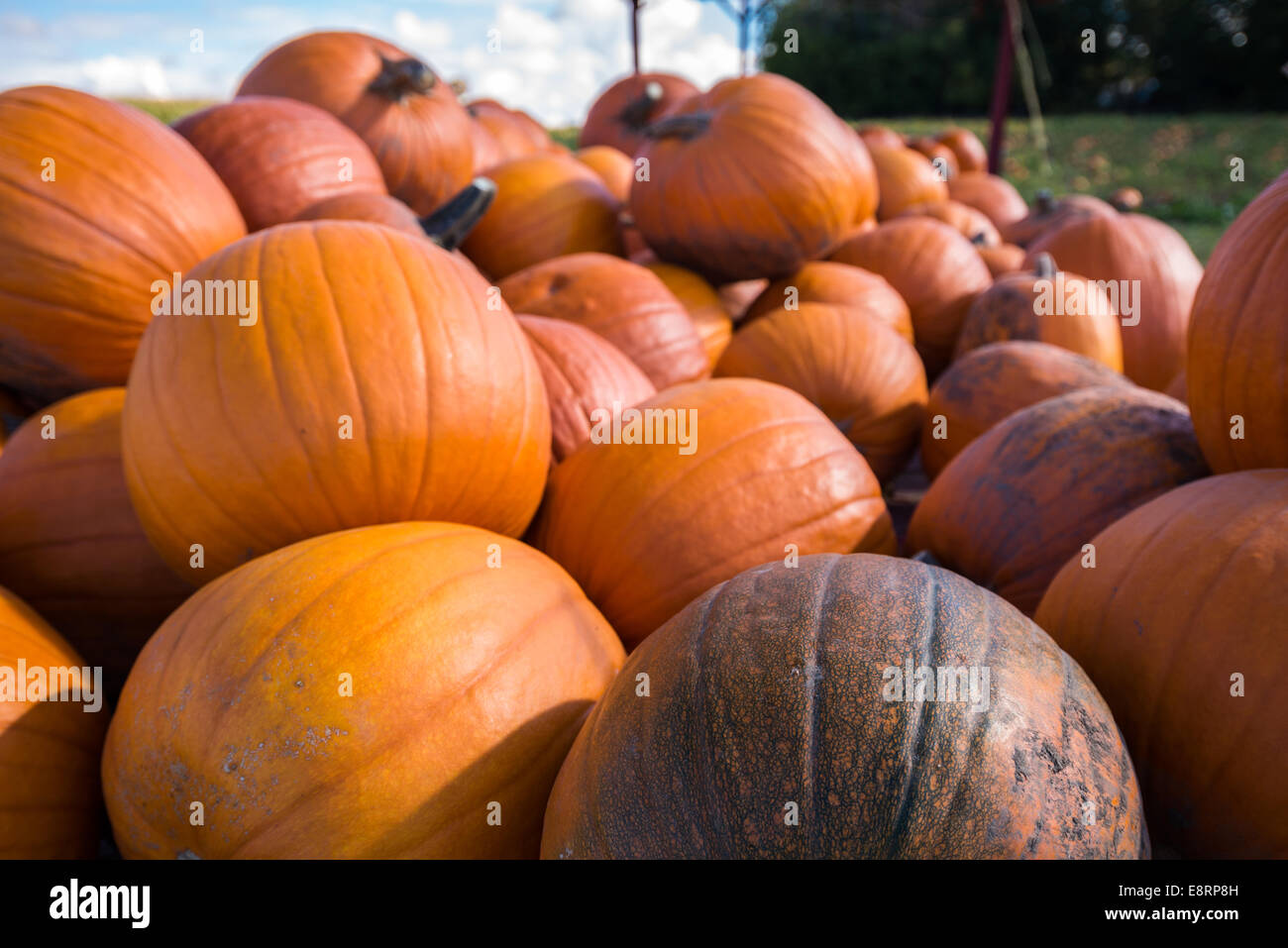 Pumpkins in a farmers field. Stock Photo