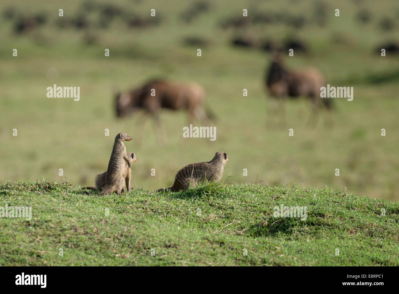 Family of mongoose looking out over the plains from a grassy knoll Stock Photo