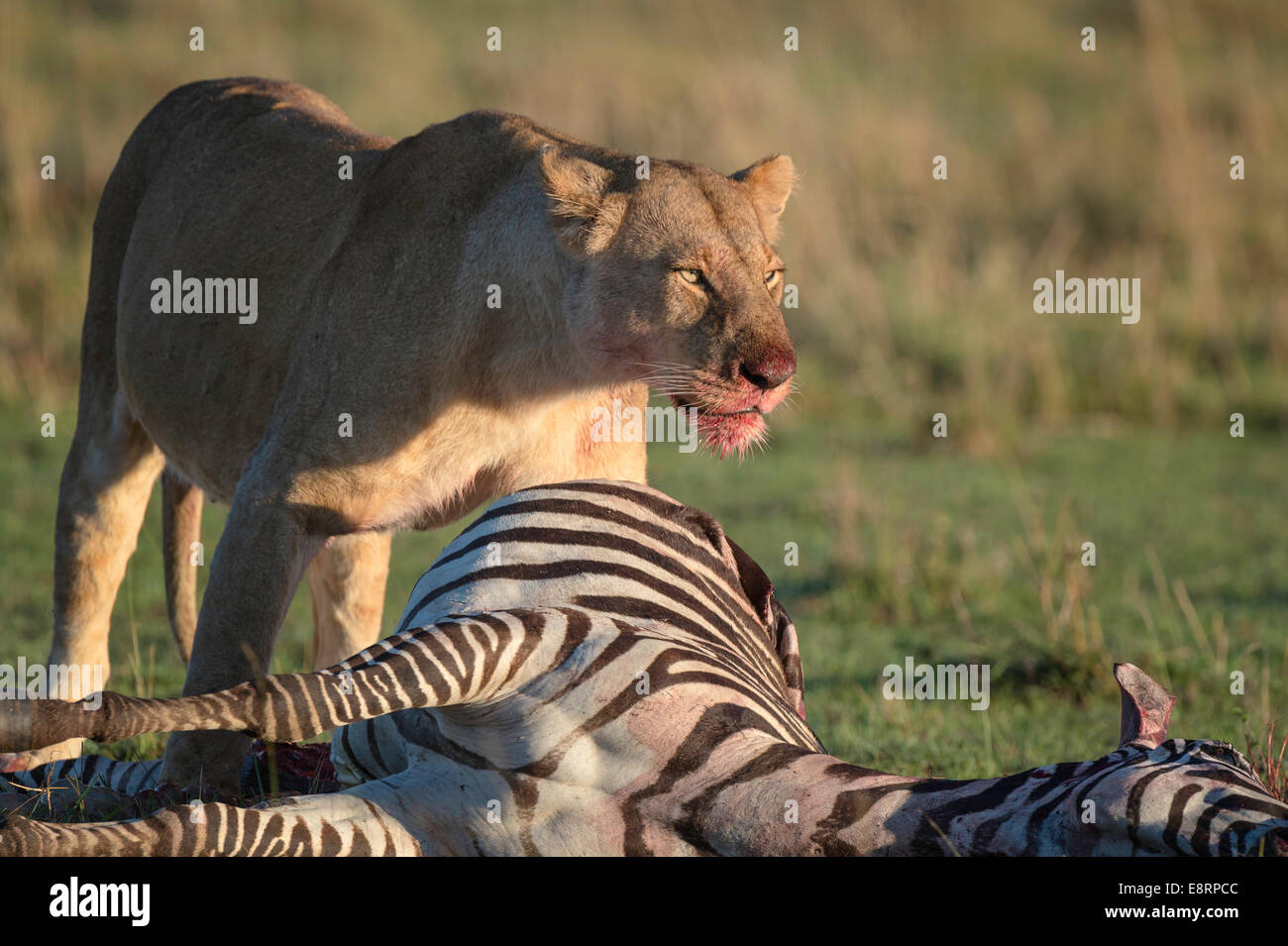 Zebra kill hires stock photography and images Alamy