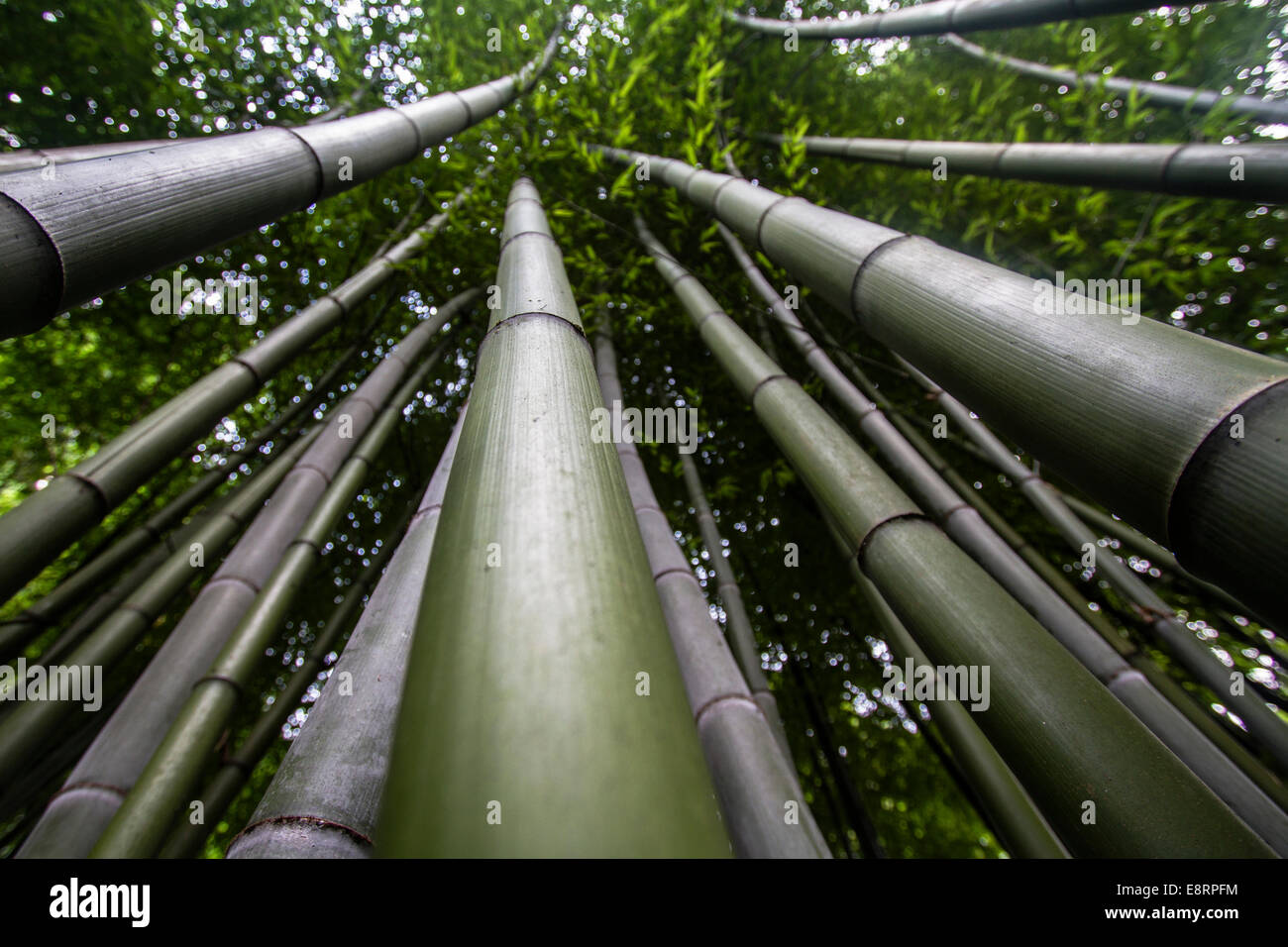 Bamboo; Bambuseae; Trebah Gardens; Cornwall; Uk Stock Photo