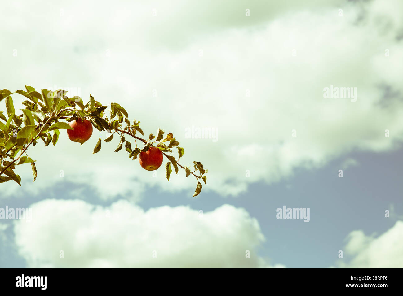 Red apples on branch Stock Photo