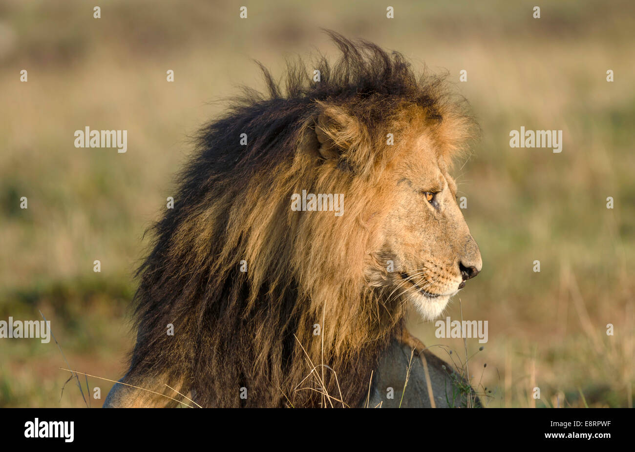 Head shot of male lion looking longingly to the left. Stock Photo