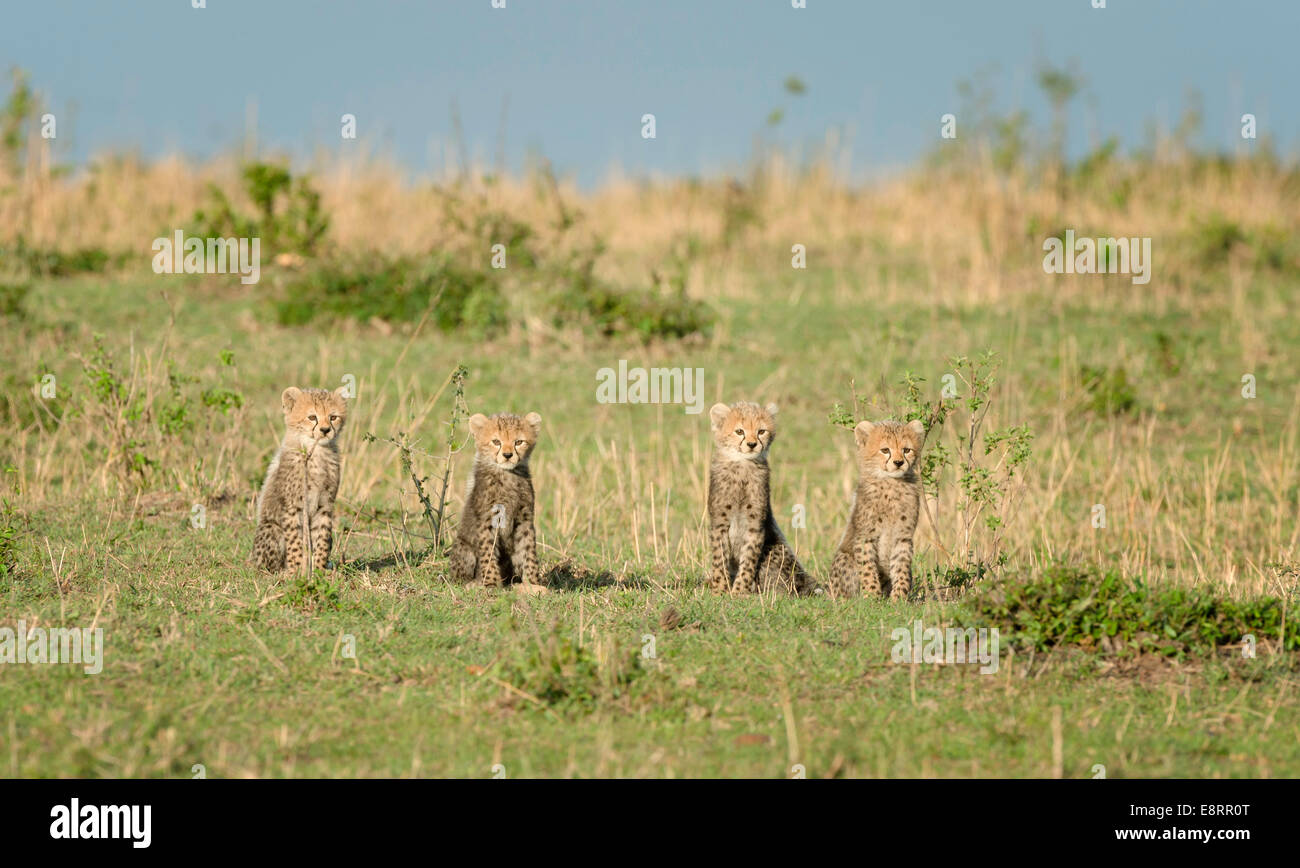 Four baby cheetah cubs sitting in a row Stock Photo