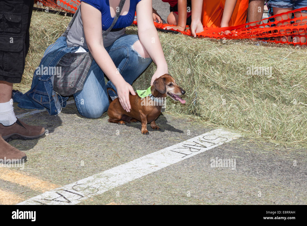 Woman holding her dog at the starting line at the wiener dog race at Daly Days in Hamilton -Ravalli County, Montana, USA Stock Photo