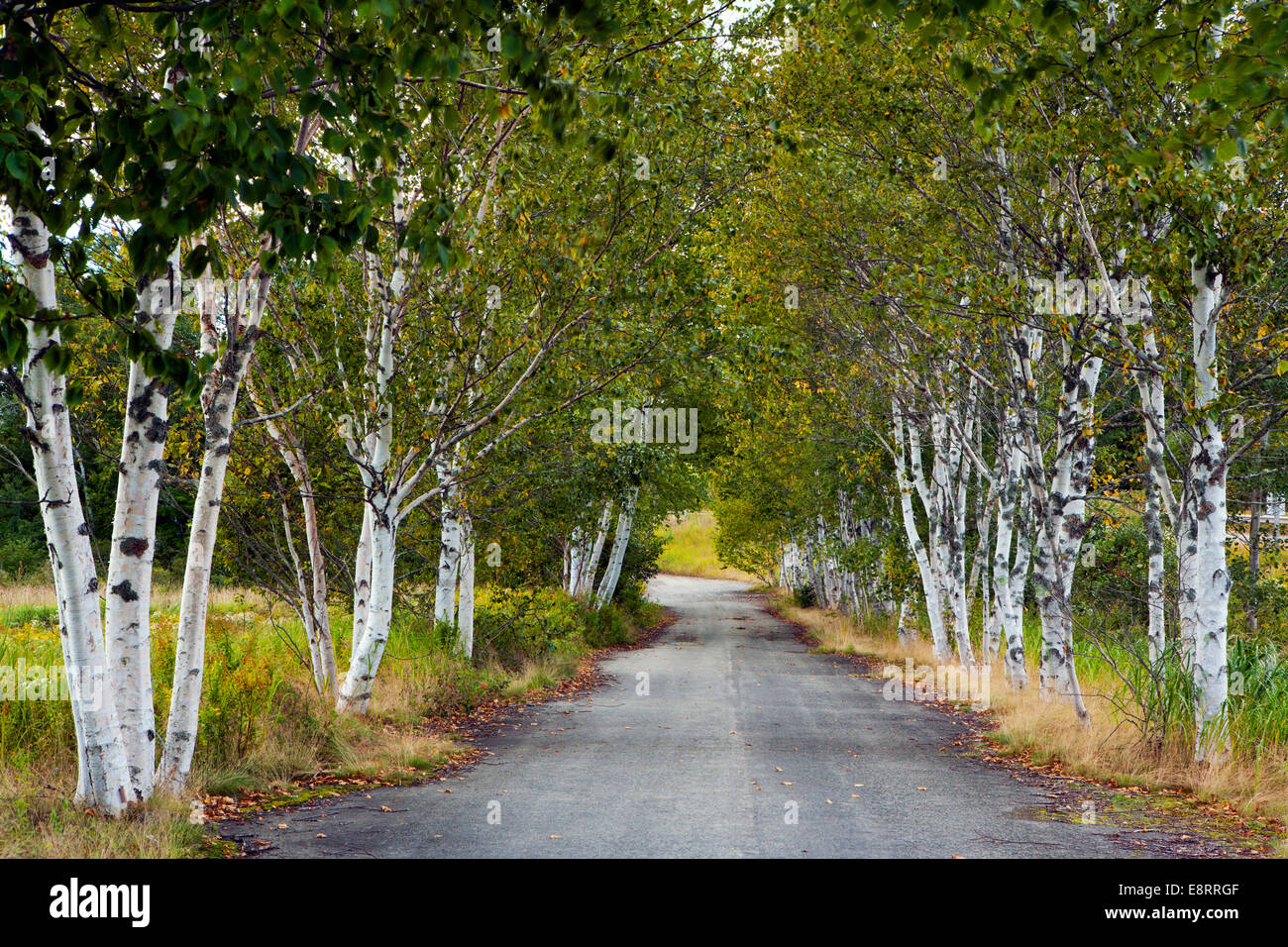 Road to Sawmill Creek Covered Bridge Hopewell Township, New Brunswick