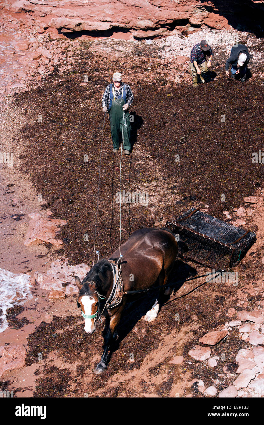 Irish Moss Harvesting on North Cape Prince Edward Island, Canada