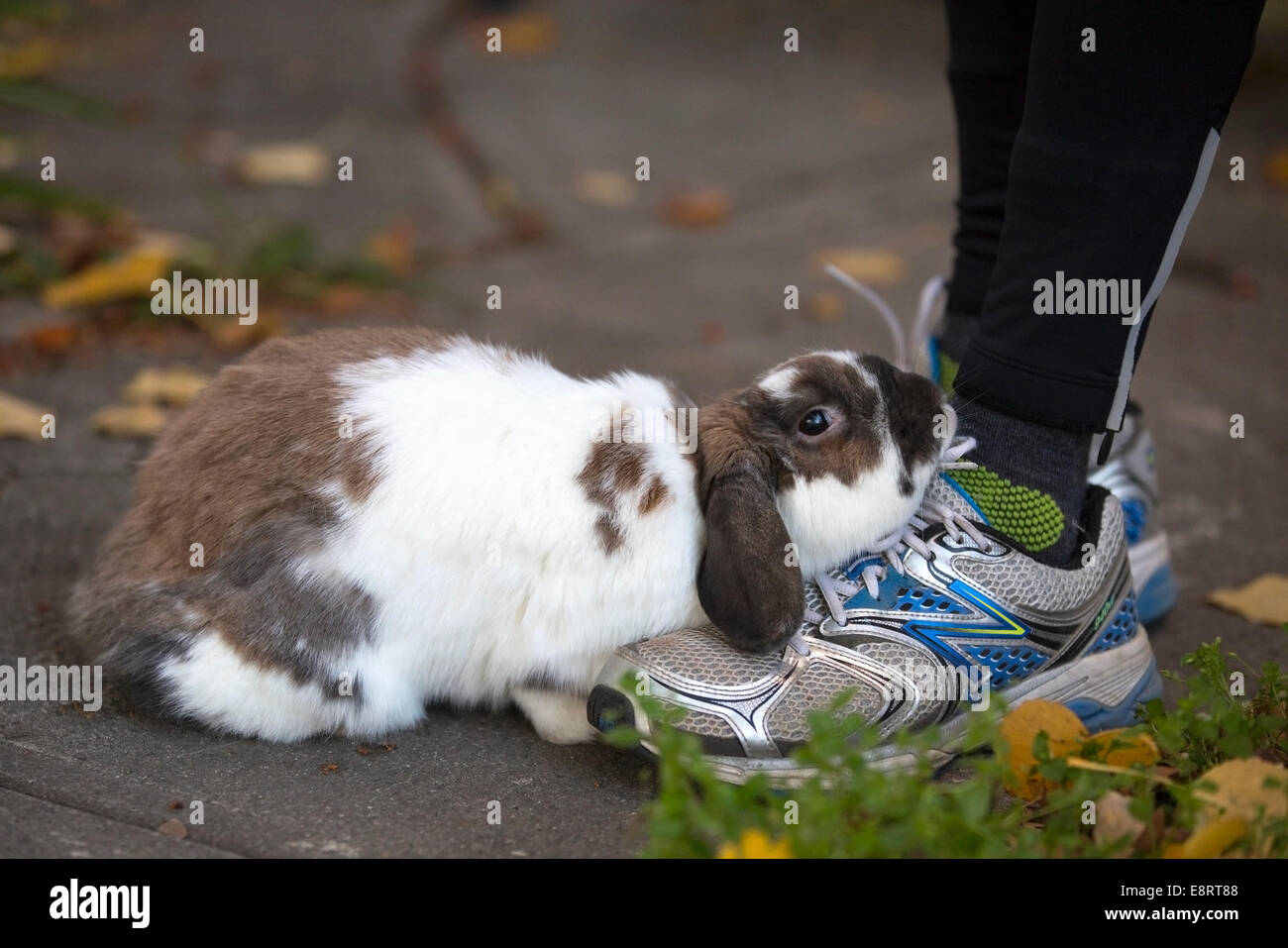 Pet Holland Lop rabbit chinning (scent marking) man's shoe. Stock Photo