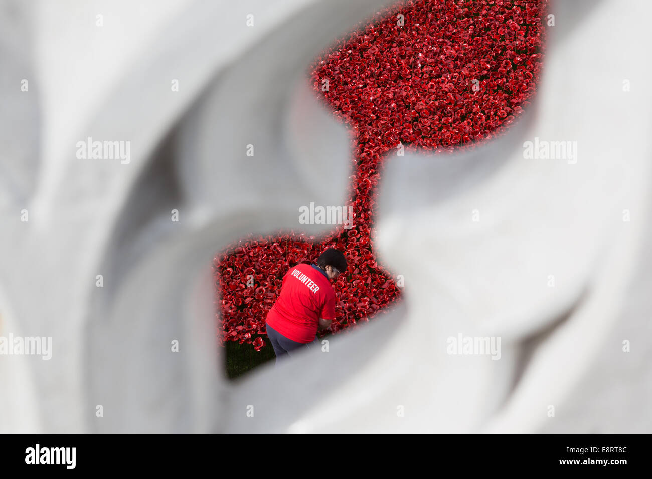 A volunteer plants red ceramic poppies at the Tower of London as a memorial to the dead of the First World War - Blood Swept Lands and Seas of Red. Stock Photo