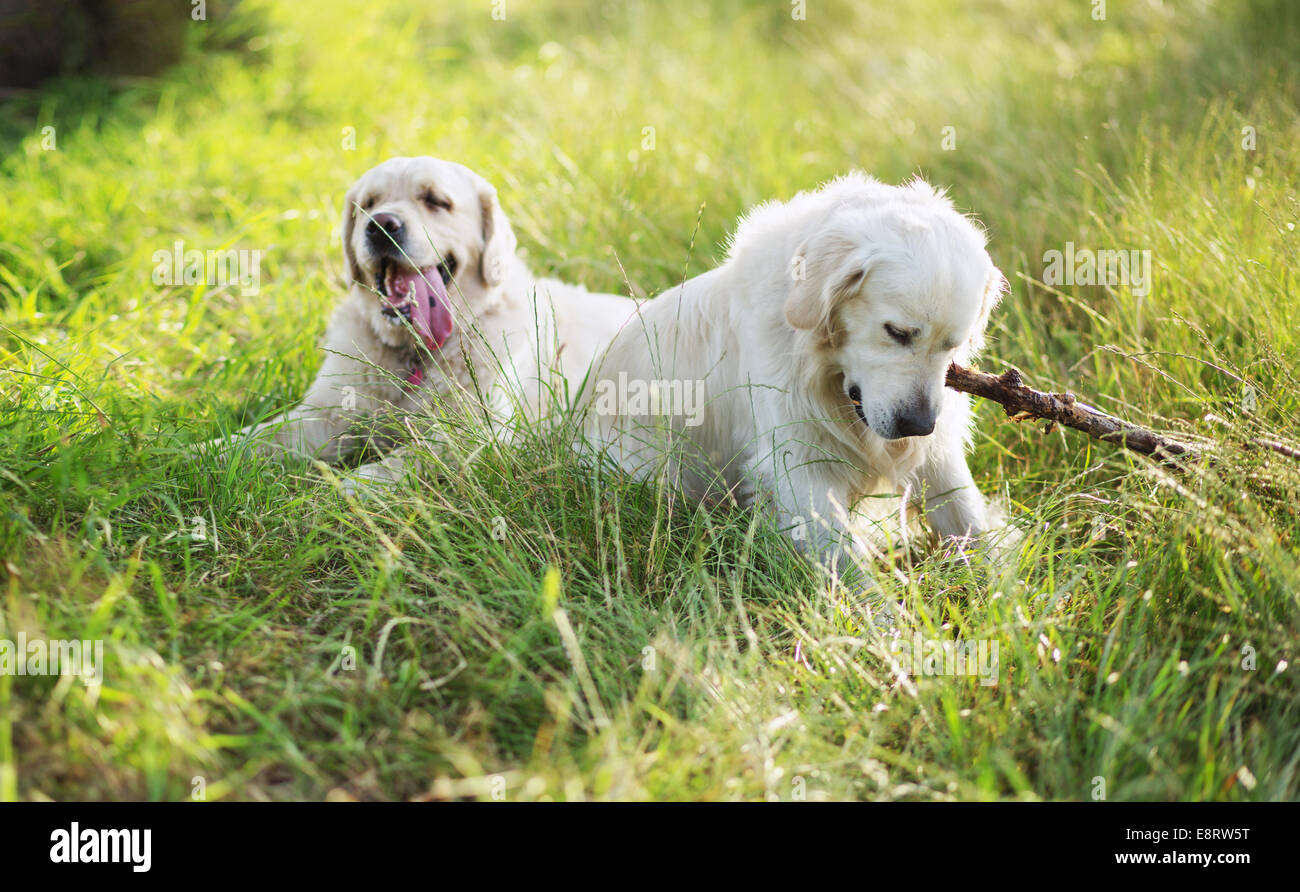 Two dog in the green grass hi-res stock photography and images - Alamy