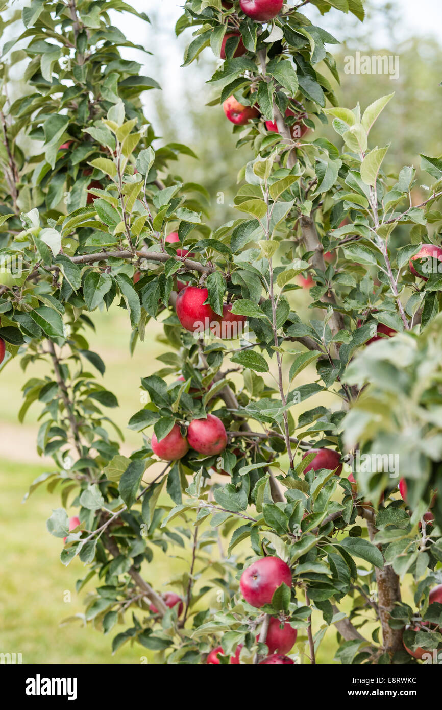 Upick apple farm on one day in Autumn Stock Photo Alamy