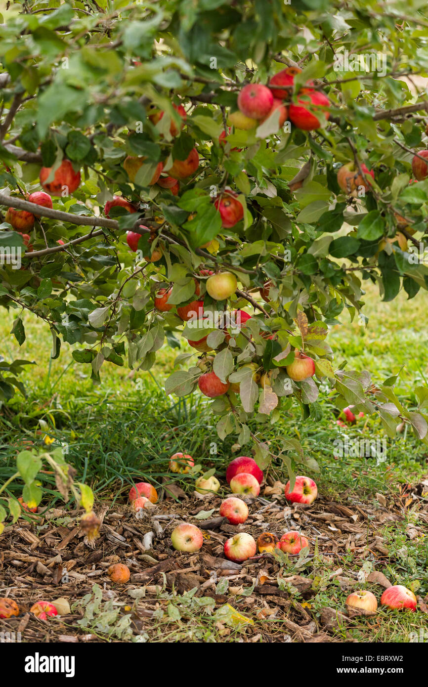U-pick apple farm on one day in Autumn Stock Photo - Alamy