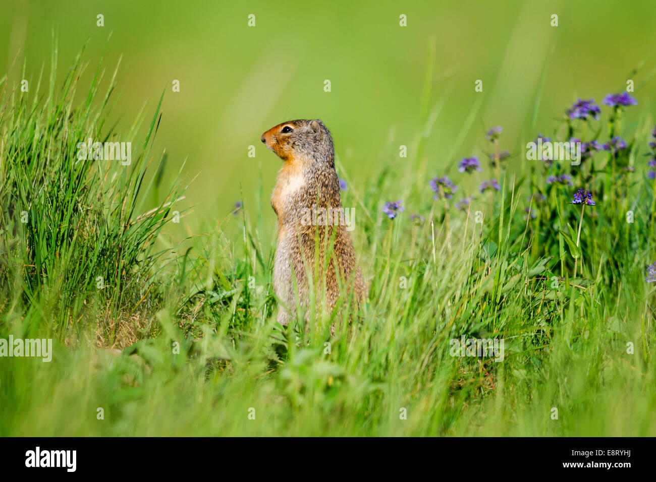 Columbian ground squirrel in summer Kananaskis Country Alberta Canada Stock Photo