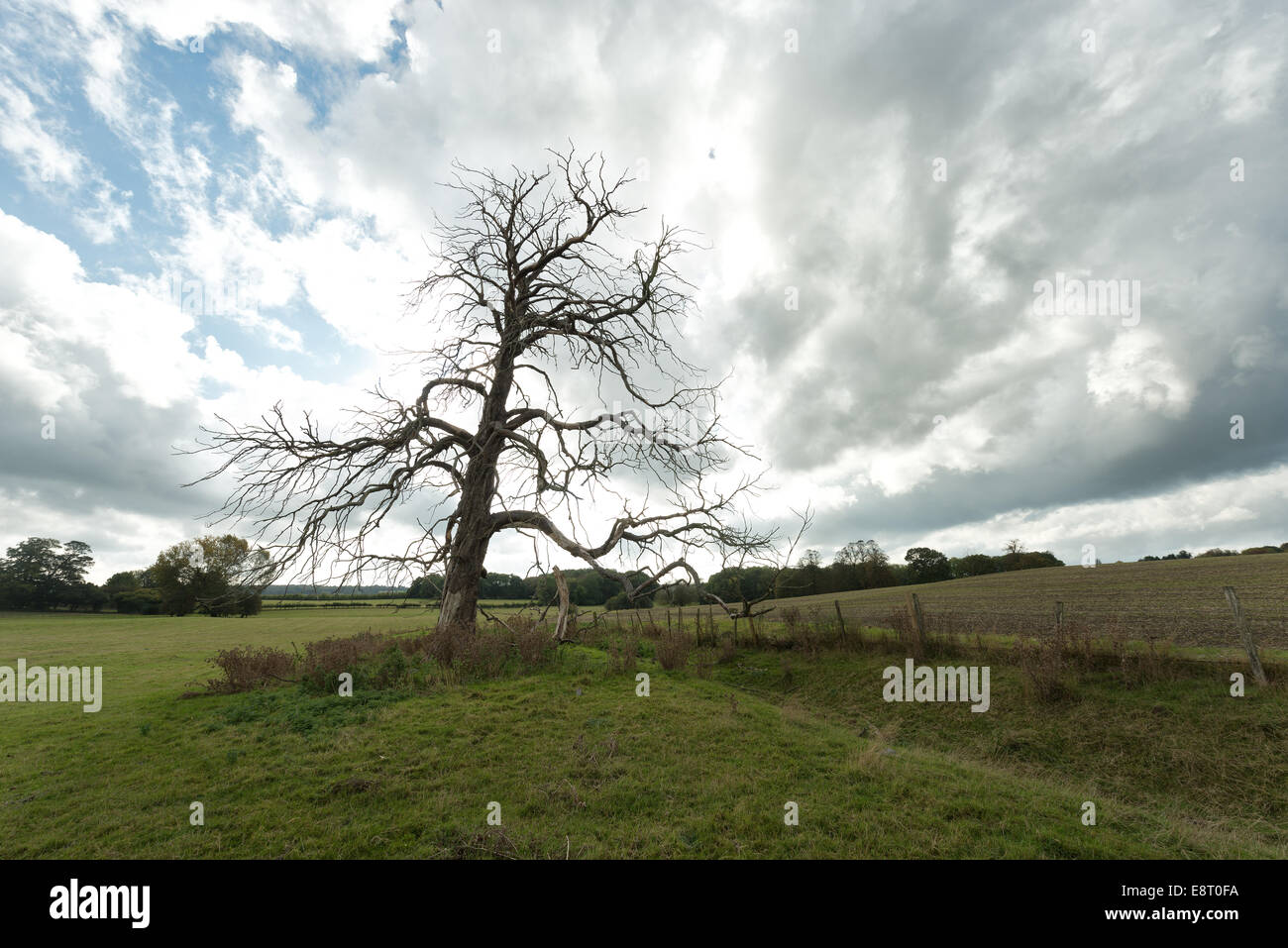 Mature horse chestnut that has died and is still standing in open fields against backdrop of north downs and blue sky Stock Photo