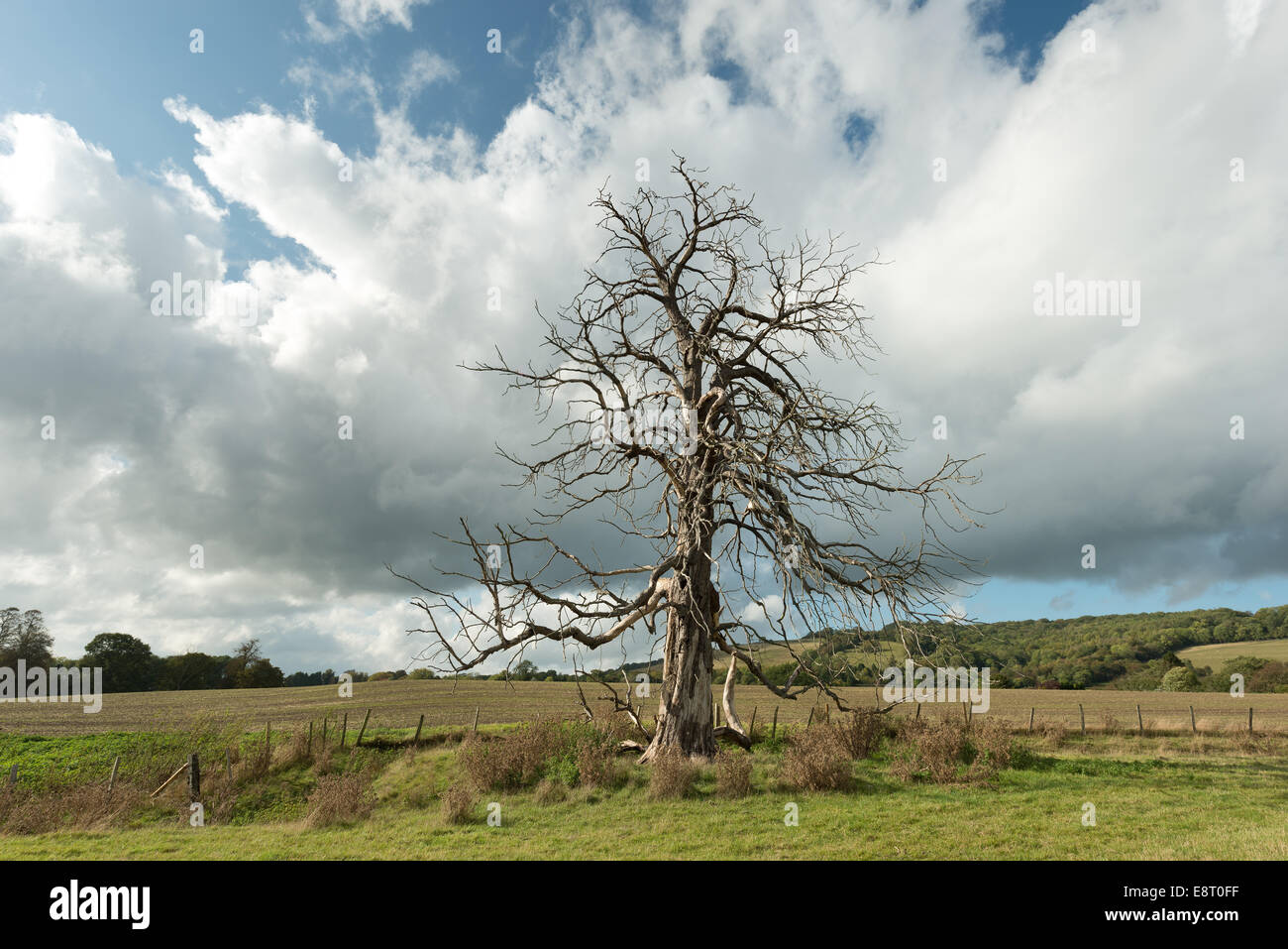 Mature horse chestnut that has died and is still standing in open fields against backdrop of north downs and blue sky Stock Photo